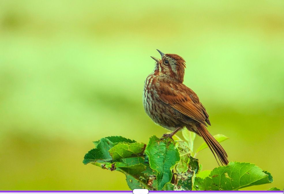 Spring Song at Christ Church Frome