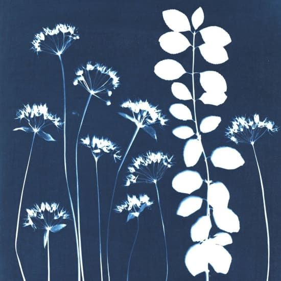 Taller de cianotipia: Arte, Naturaleza en azul. Explorando el legado de Anna Atkins