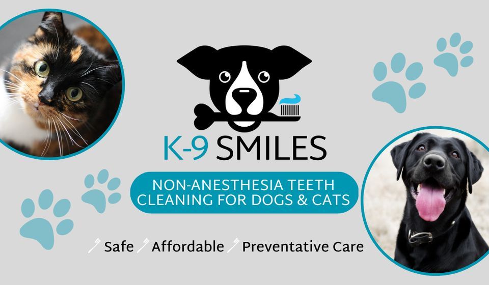 K-9 Smiles Non-Anesthesia Teeth Cleaning (Broomfield)