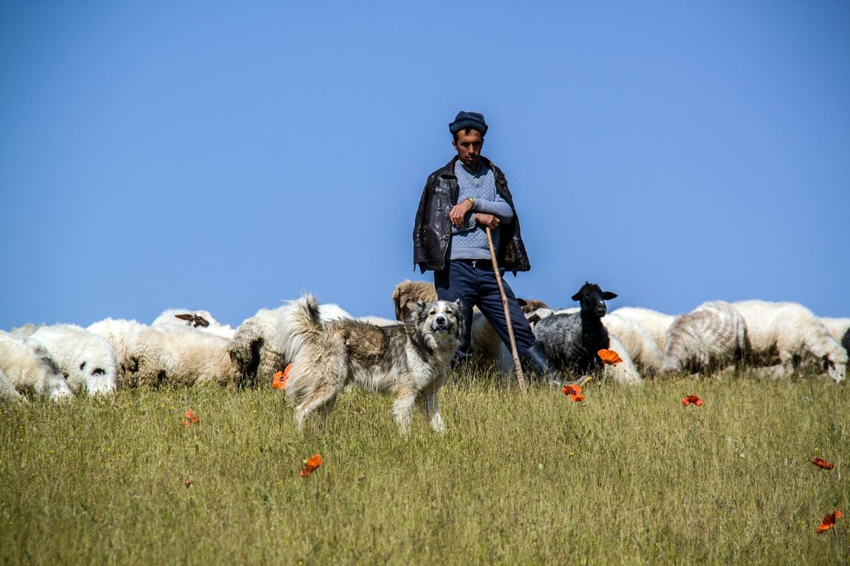 With The Smell Of The Sheep \u2013 The Image Of The Priest And The Church In Film