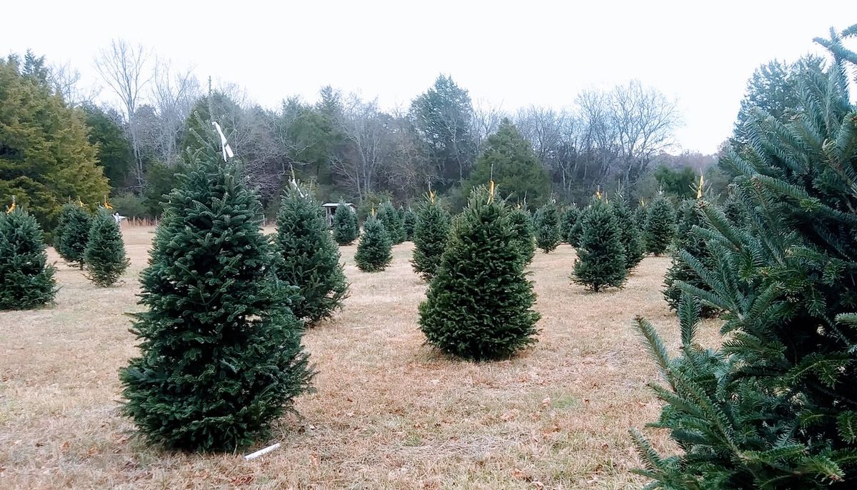 Christmas Trees Opening Weekend