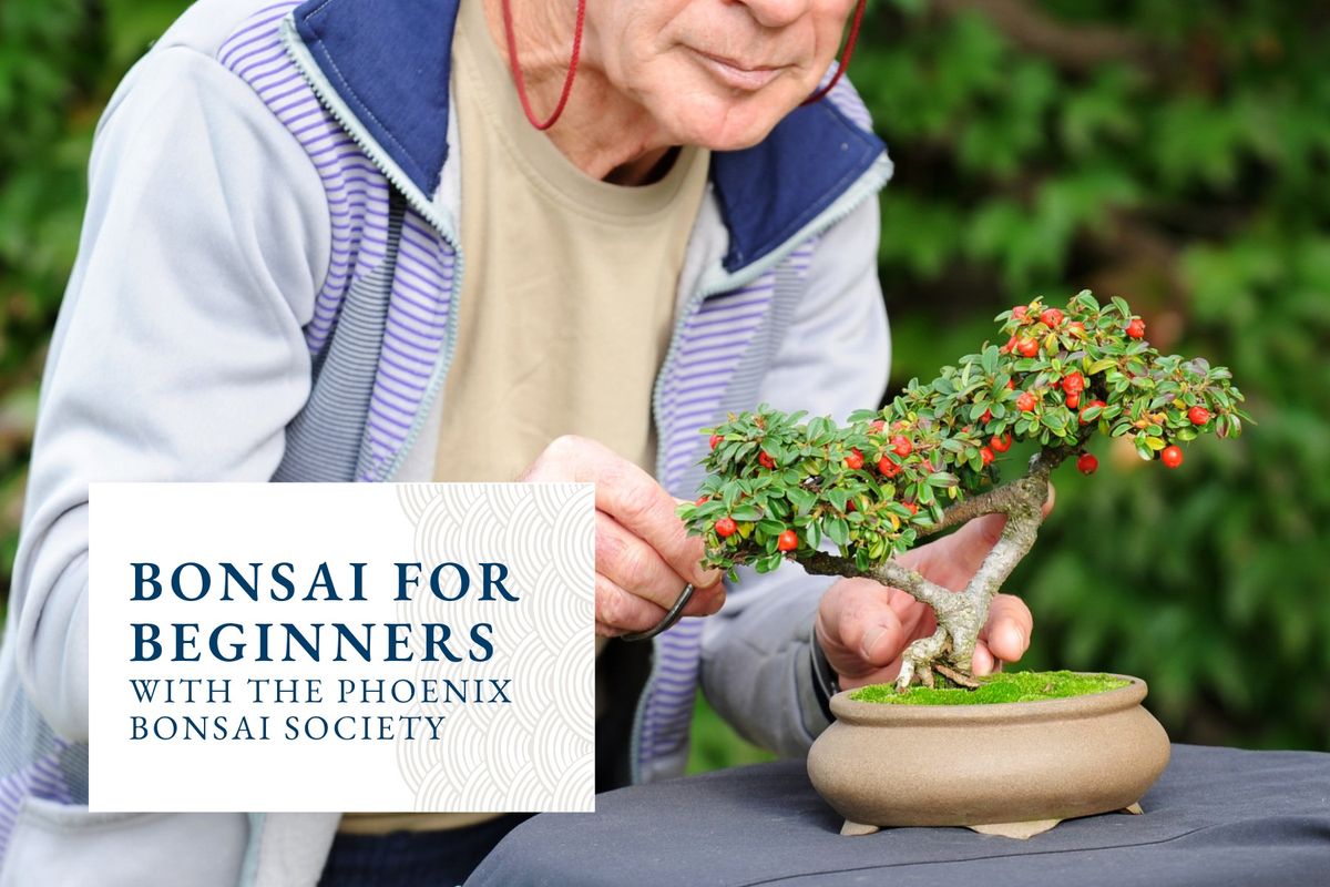 Bonsai for Beginners