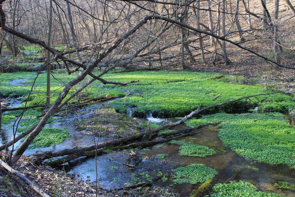 Intro to Hiking: Bass Ponds