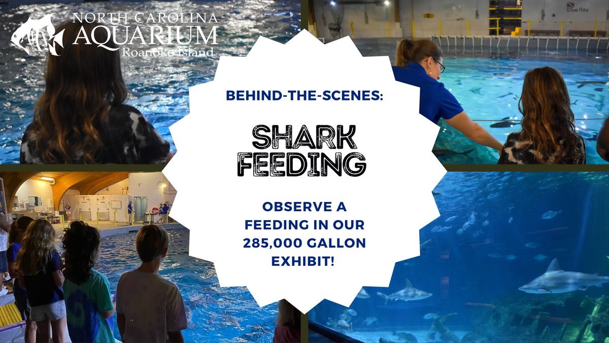Behind-the-Scenes: Shark Feeding