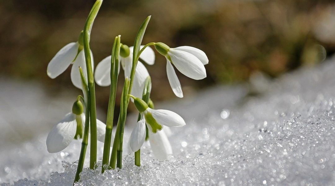 Spring Thaw Yoga Brunch