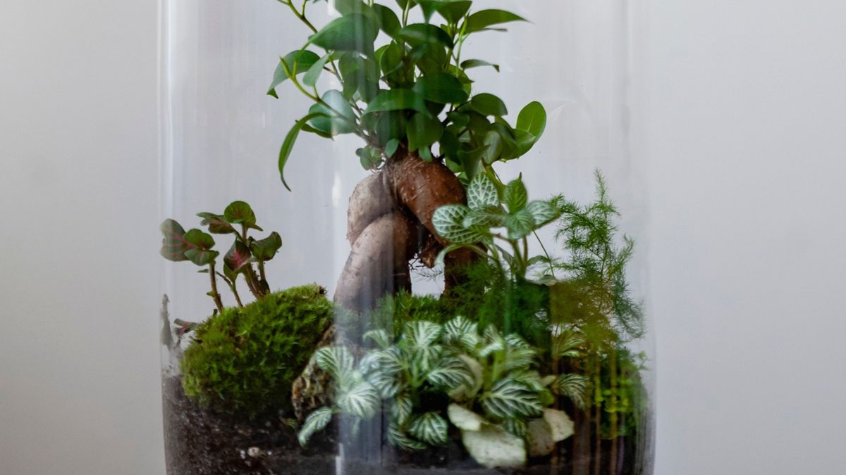 Workshop: Make a Bottle Terrarium