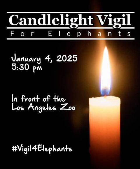 Candlelight Vigil for Elephants