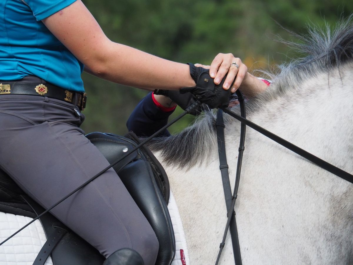 Creating Contact For Dressage