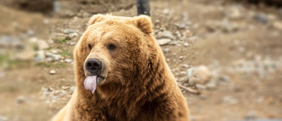 Brown Bear Encounters plus McNeil Bear Viewing Raffle