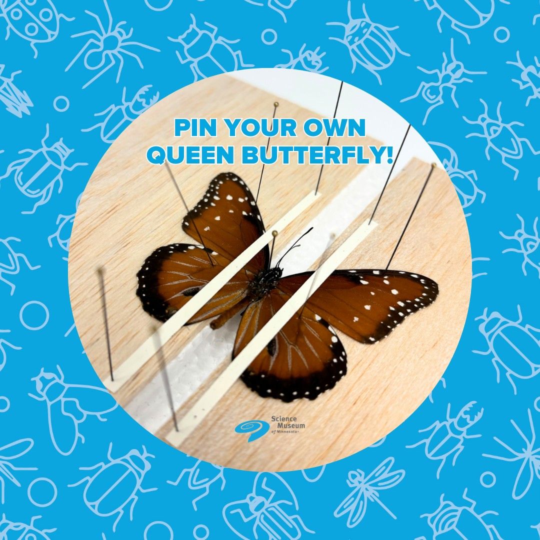 Entomology Pinning Workshop: Pin a Queen Butterfly! ?