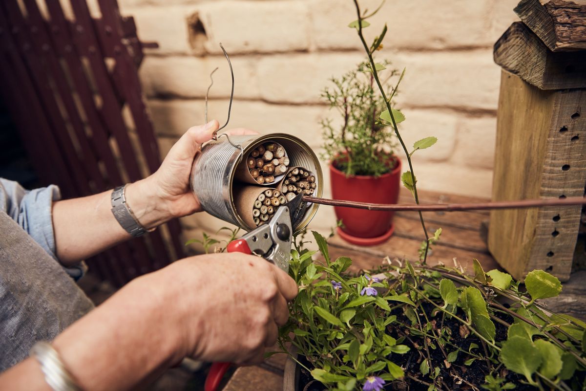 Bee Hotels and Native Bees