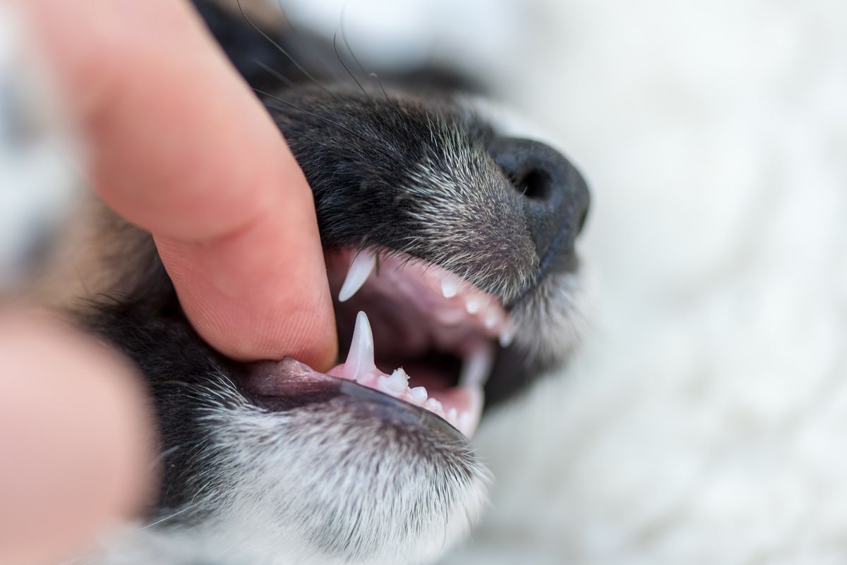  [NEW DATE] Dentistry essentials for companion animal practice