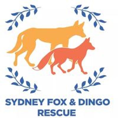 Sydney Fox and Dingo Rescue