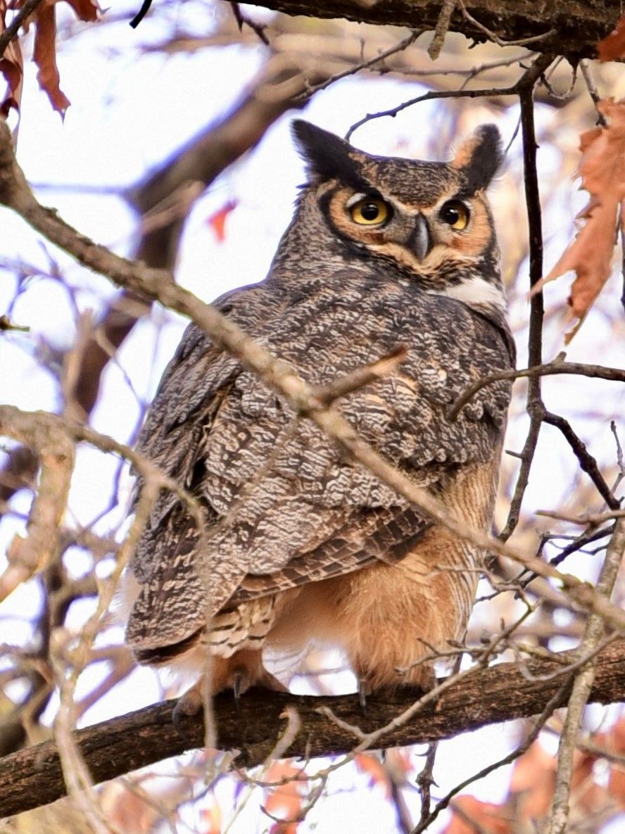 Adult Owl Prowl 