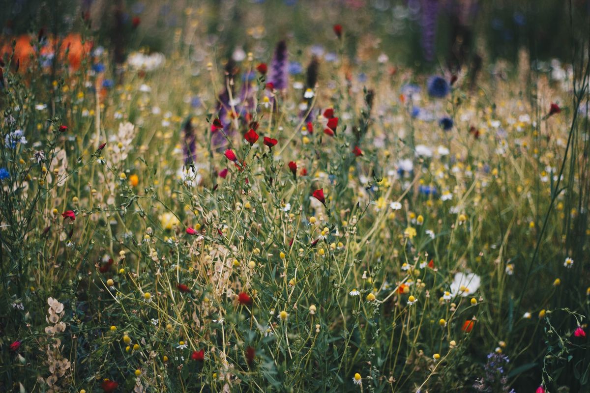 Gardening Sustainably in the Desert