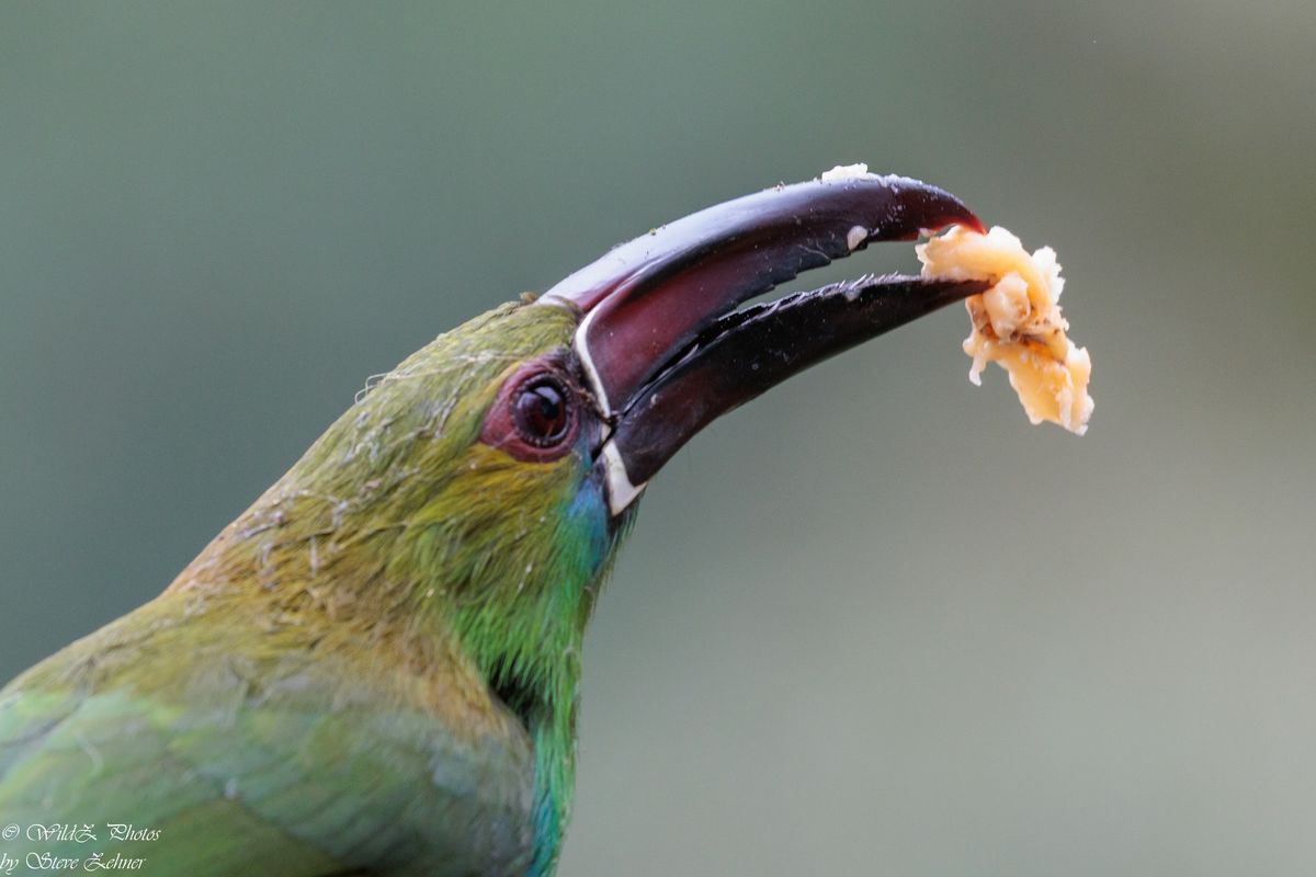 Northern Ecuador Birding Photo Tour