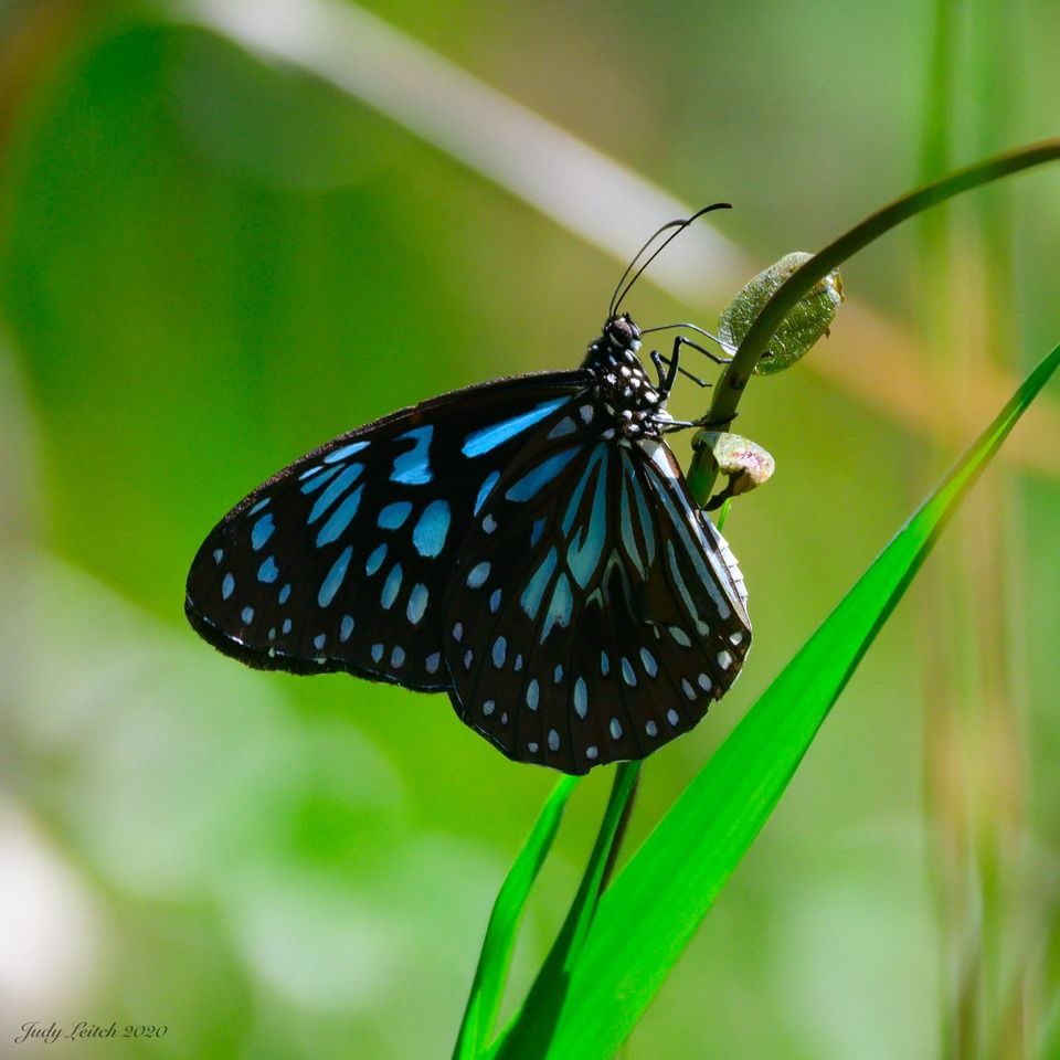 Glider Butterfly Tour