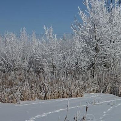 Friends of the Saskatoon Afforestation Areas Inc.