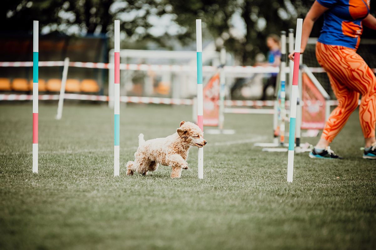 Treningowe zawody agility 15\/12\/2024 CANIVERSUM