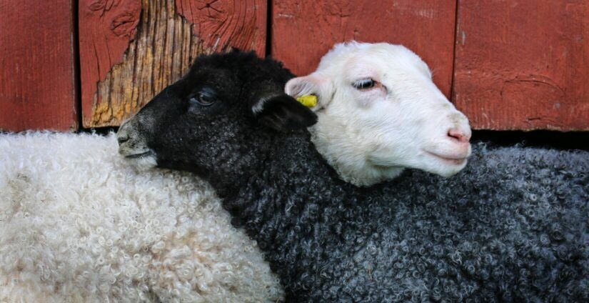 4H State Sheep Show