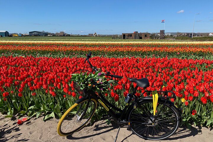 Fietsen met WIJ tussen de tulpen