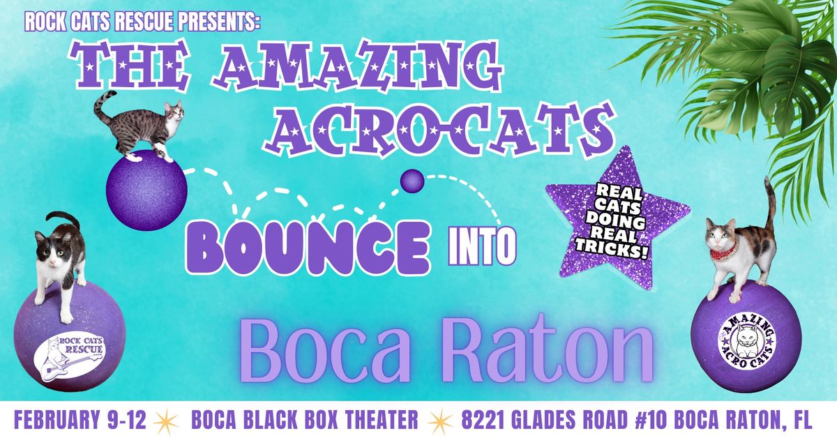 The Amazing Acro-Cats Bound into Boca Raton!