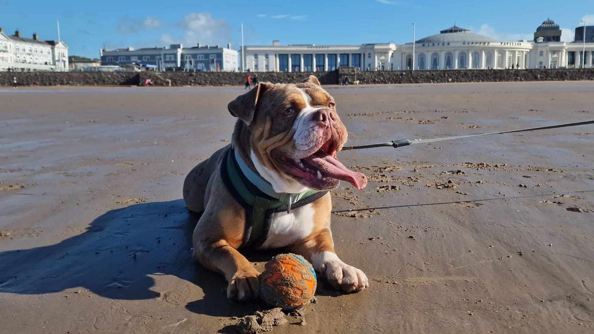 South West (Weston Beach) Walk for GBSR UK