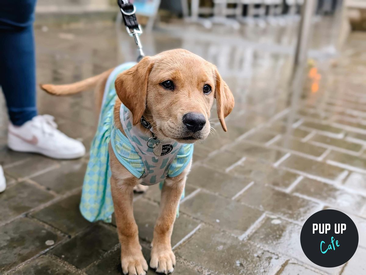 All Paws Welcome Pup Up Cafe - Leeds