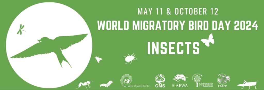 World Migratory Bird Day at Hornsby Bend