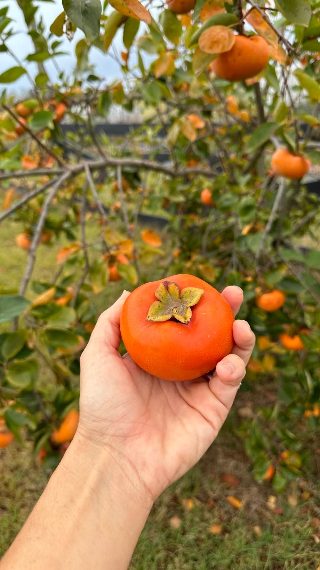 Easy to Grow Fruit Trees