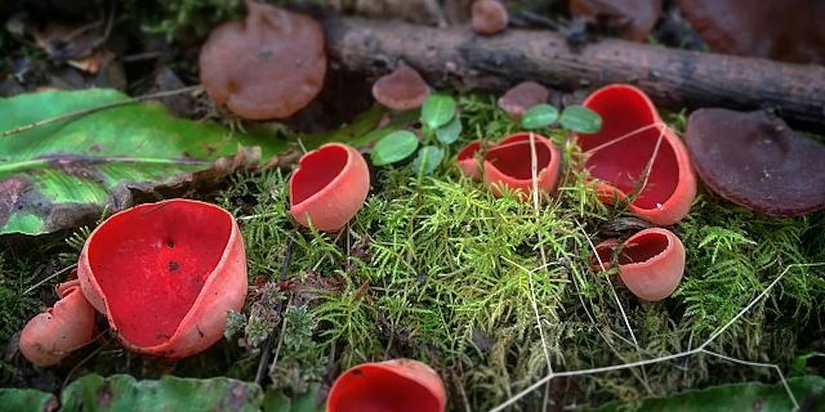 Nature Treats: Walking Lunch