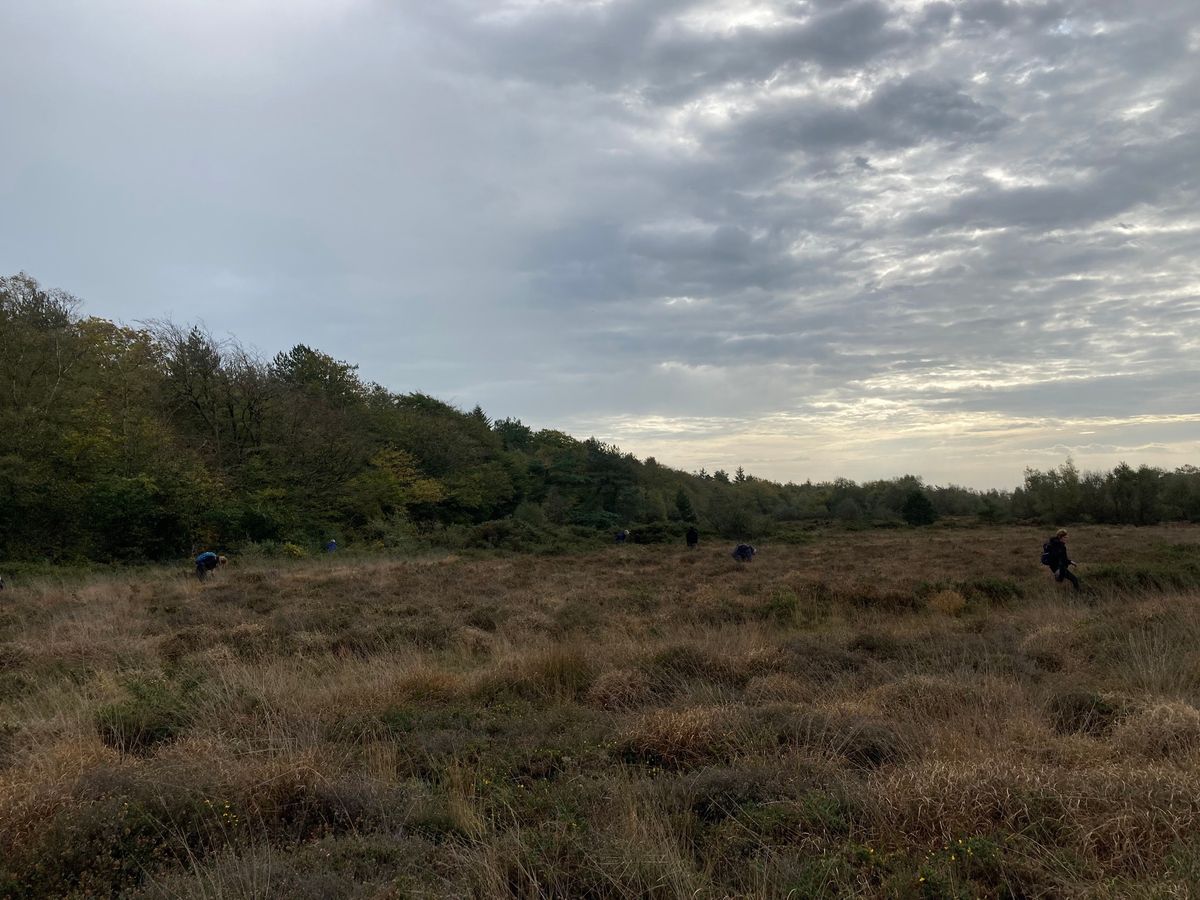 Mutters Moor harvest mouse nest search