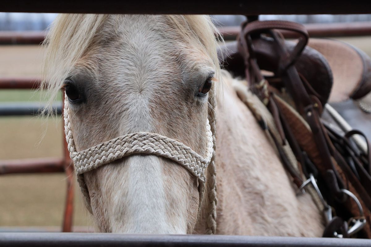 Horse Adventure Day at Maple Valley Acres 