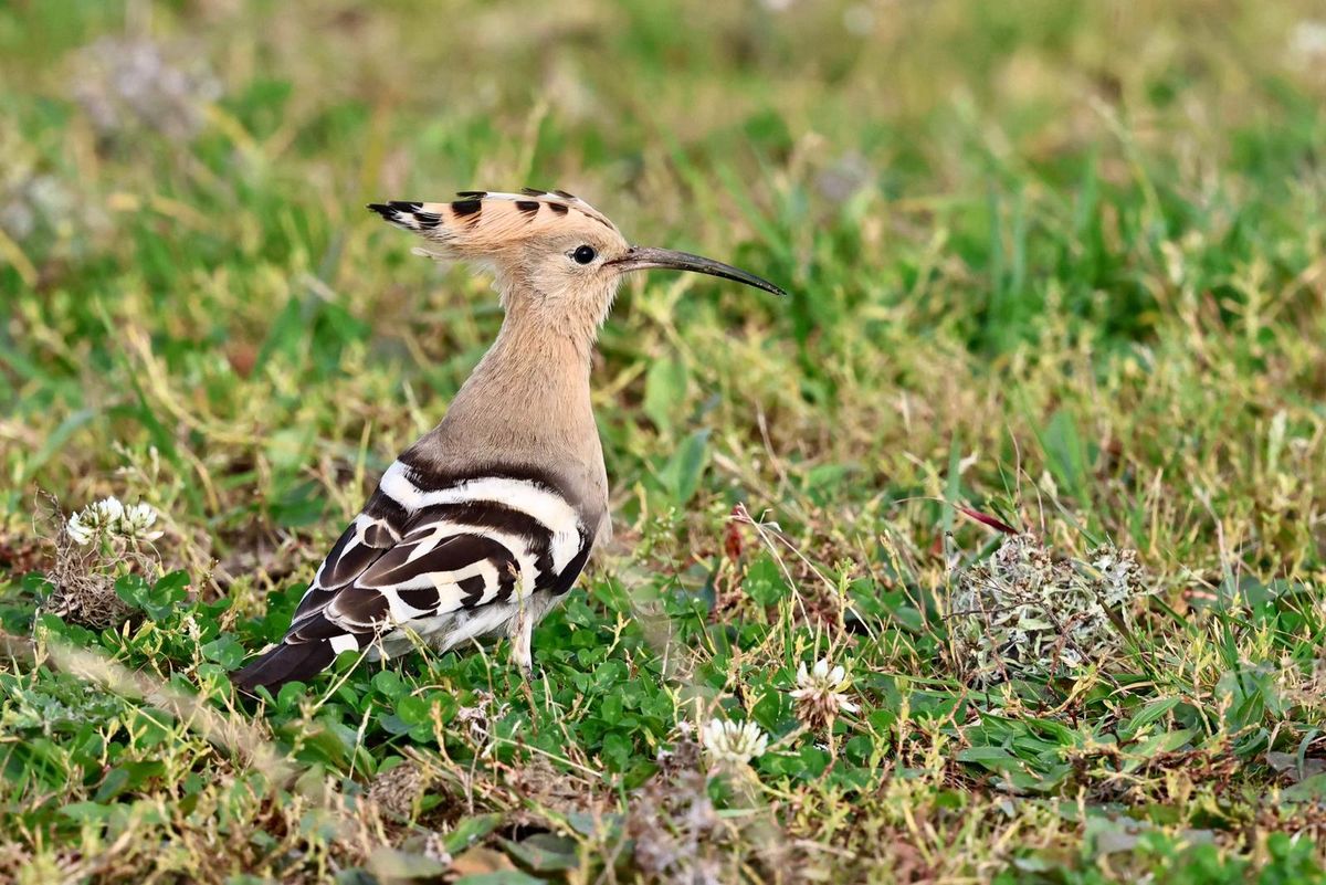 Birdwatch Ireland Tolka Branch Talk: Tales of Rare Bird finds, by the Life of an Irish Birder