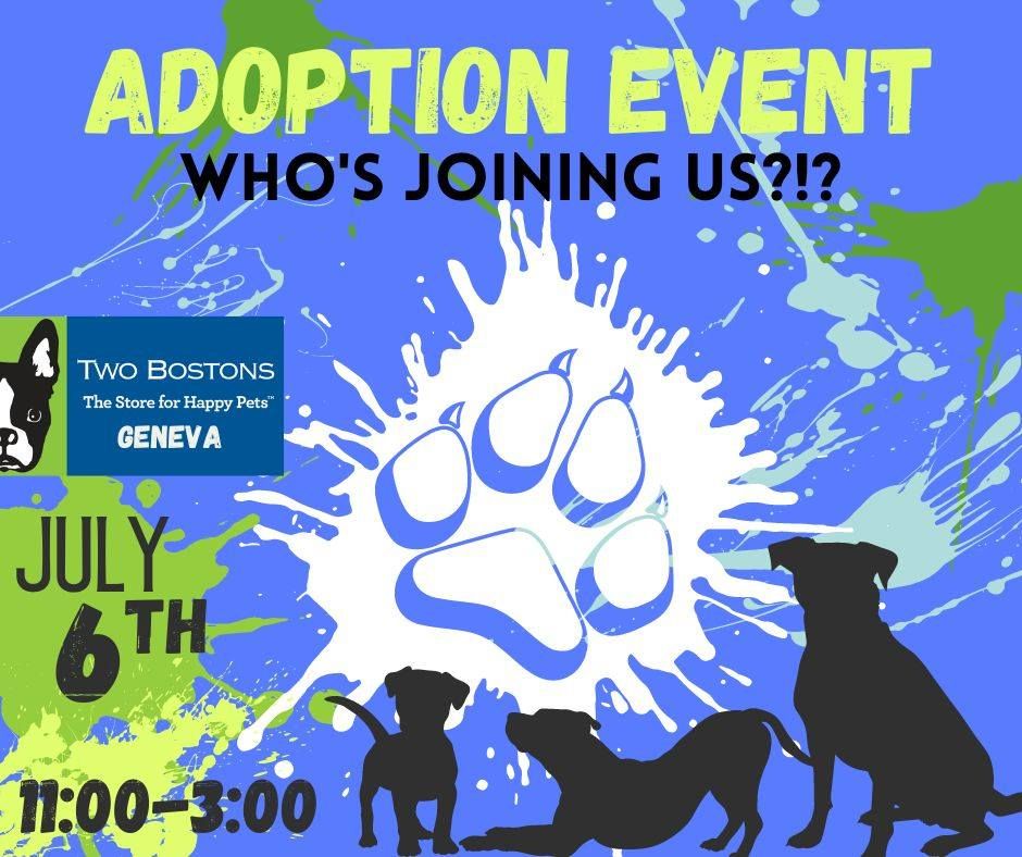 Two Bostons Geneva - Adoption Event