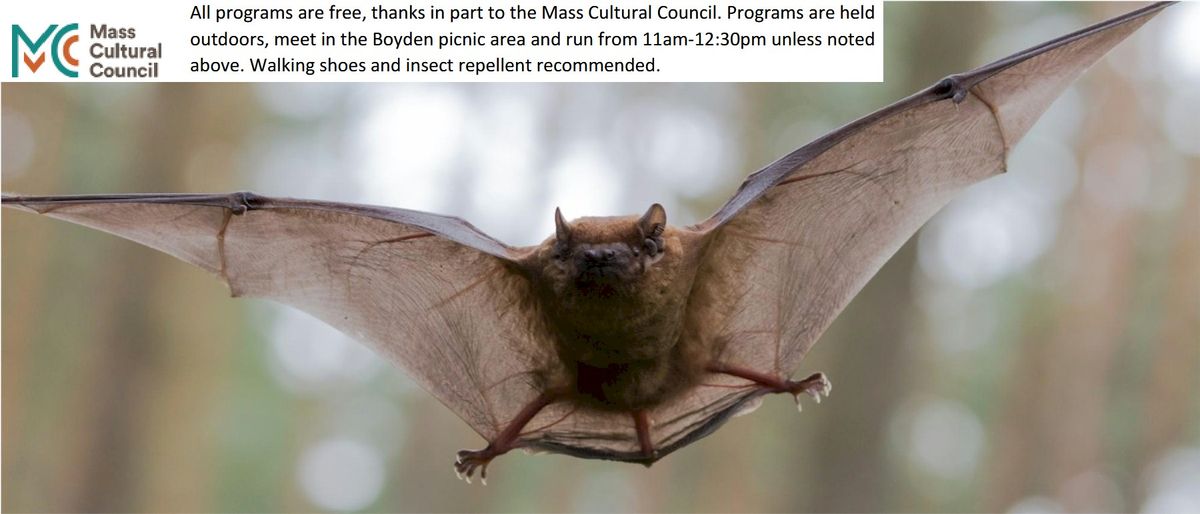 FREE EVENT: The Wonderful World of Bats  (NIGHT EVENT)