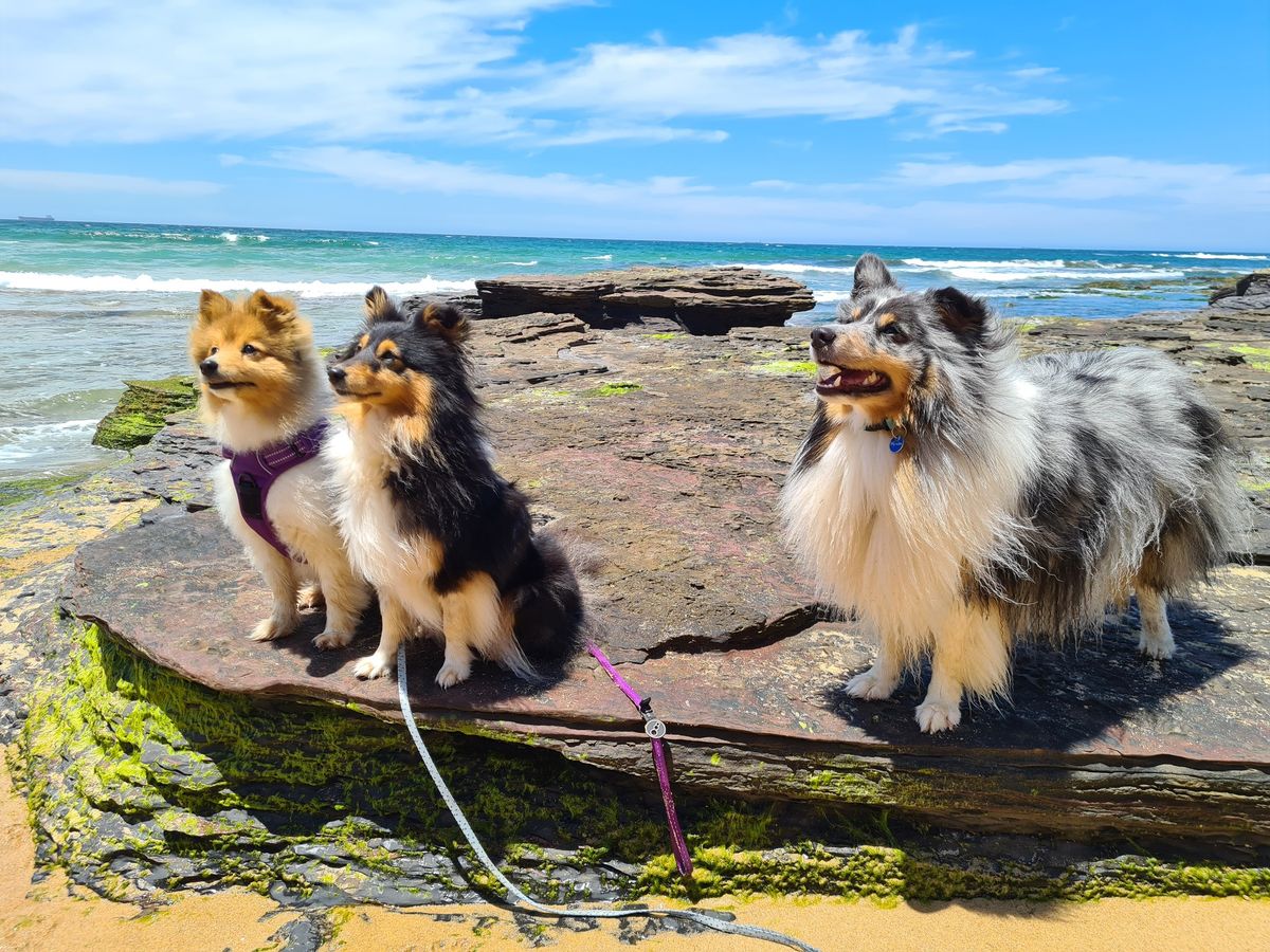 Sheltie Camp - The Ultimate Shetland Sheepdog Event