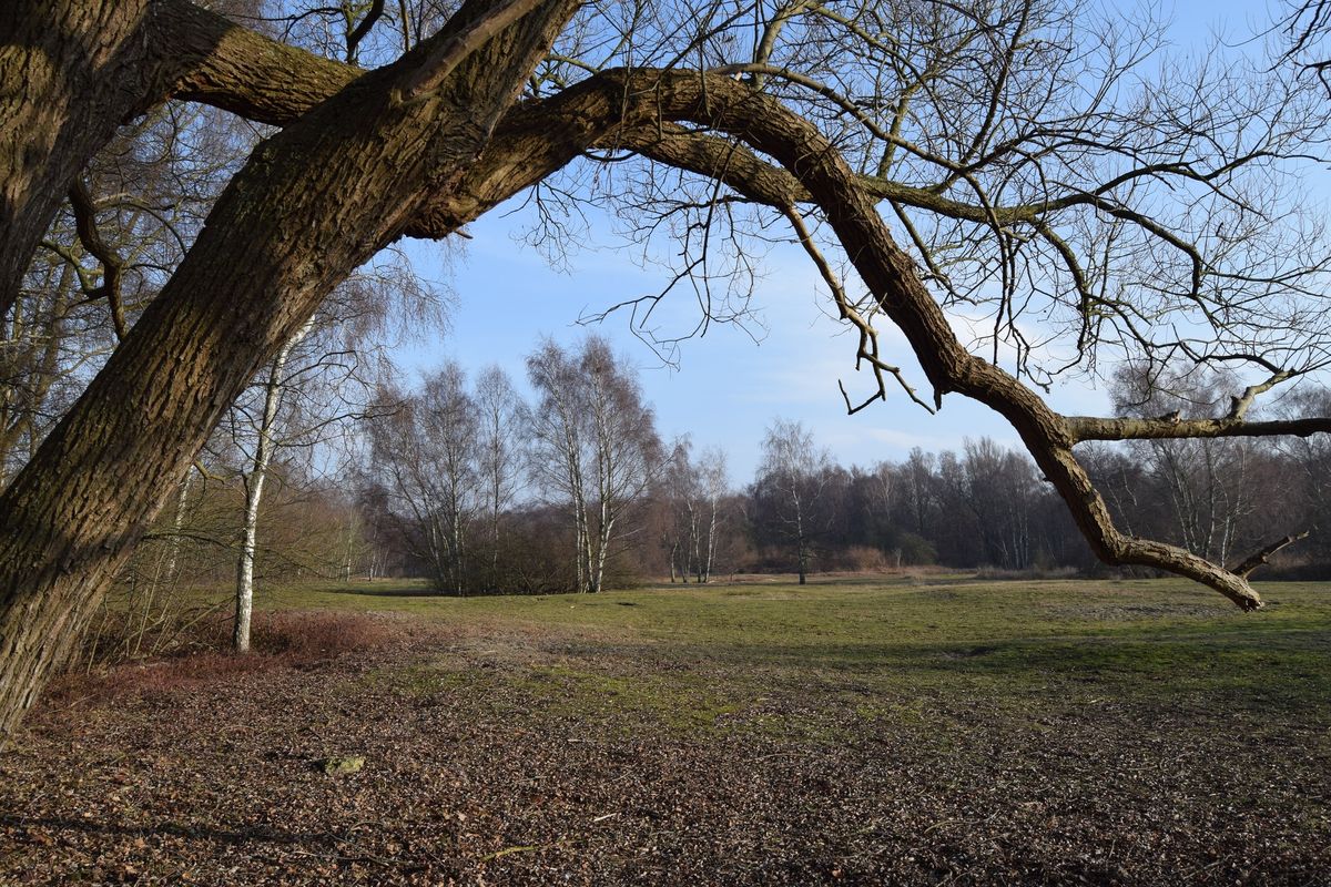 Natuurcursus voor beginners