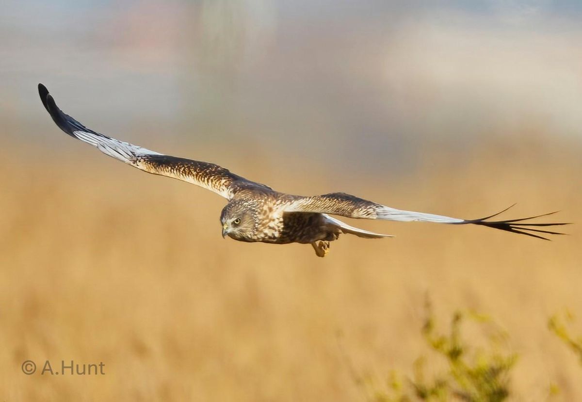 Sunrise Marsh Harrier Exclusive Access 