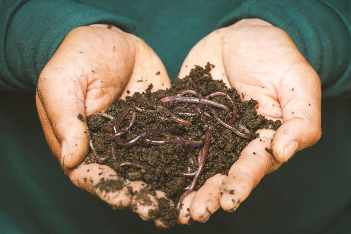 Composting in Morse Park