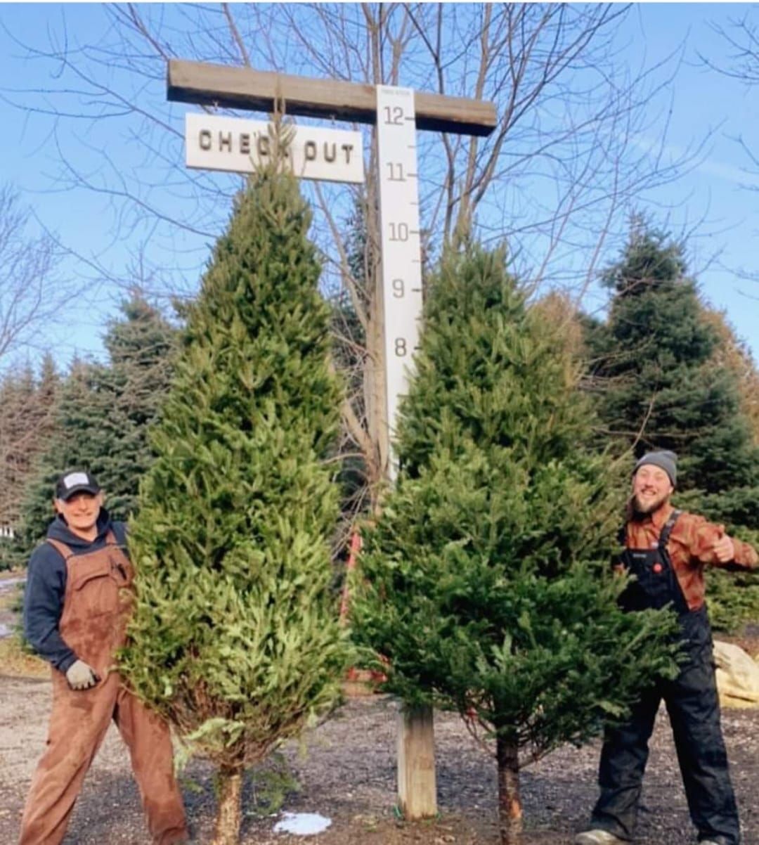 National Christmas Tree Day @ An Authentic Christmas Tree Farm 