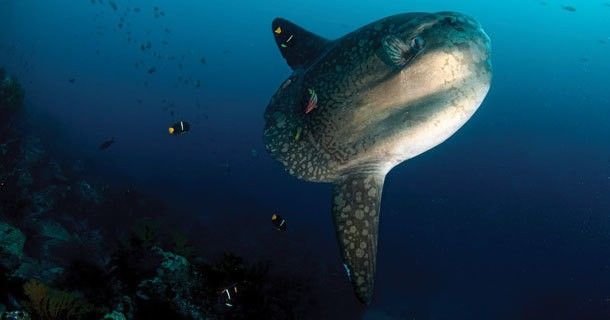 Mola Mola, Sun Fish and chilled vibes - dive with us. - 1 BUNGALOW & 1 FEMALE SHARE SPACE LEFT!