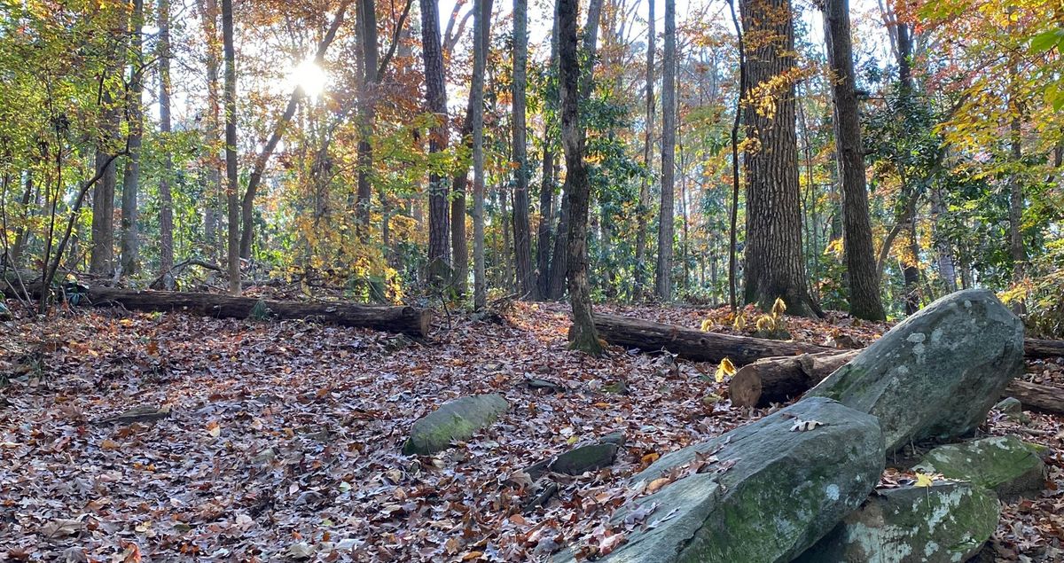 Guided Forest Bathing