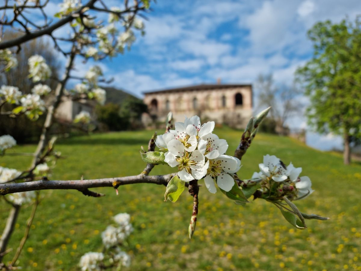 Herbarium: fiori, erbe aromatiche e piante officinali