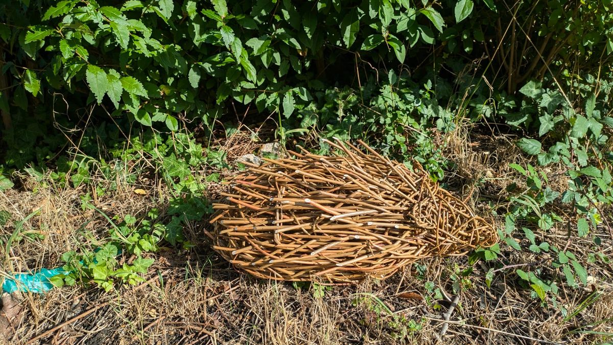 Willow Hedgehog sculpture workshop Southampton Hampshire 