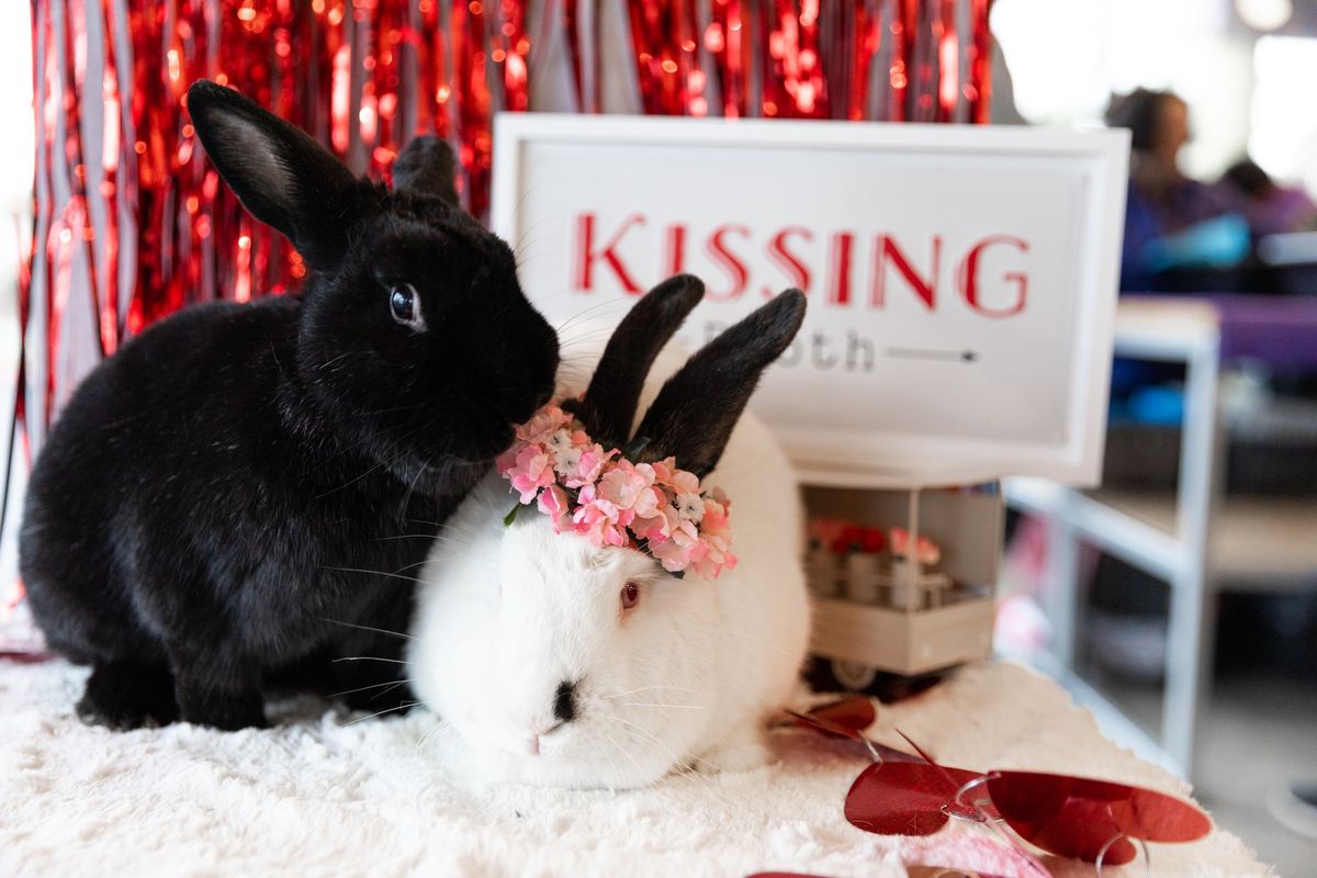 Adoption Outreach Event & Bunny Speed Dating