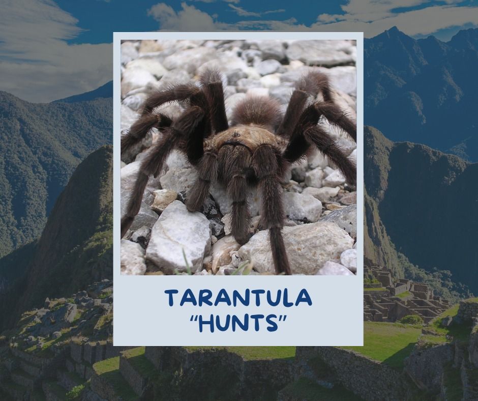 Tarantula "Hunt" with Mile High Bug Club