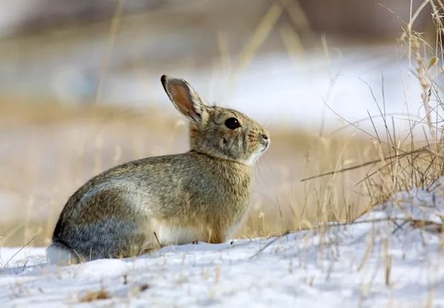 Hastings Elks Small Game\/Rabbit Team Hunt (tournament)