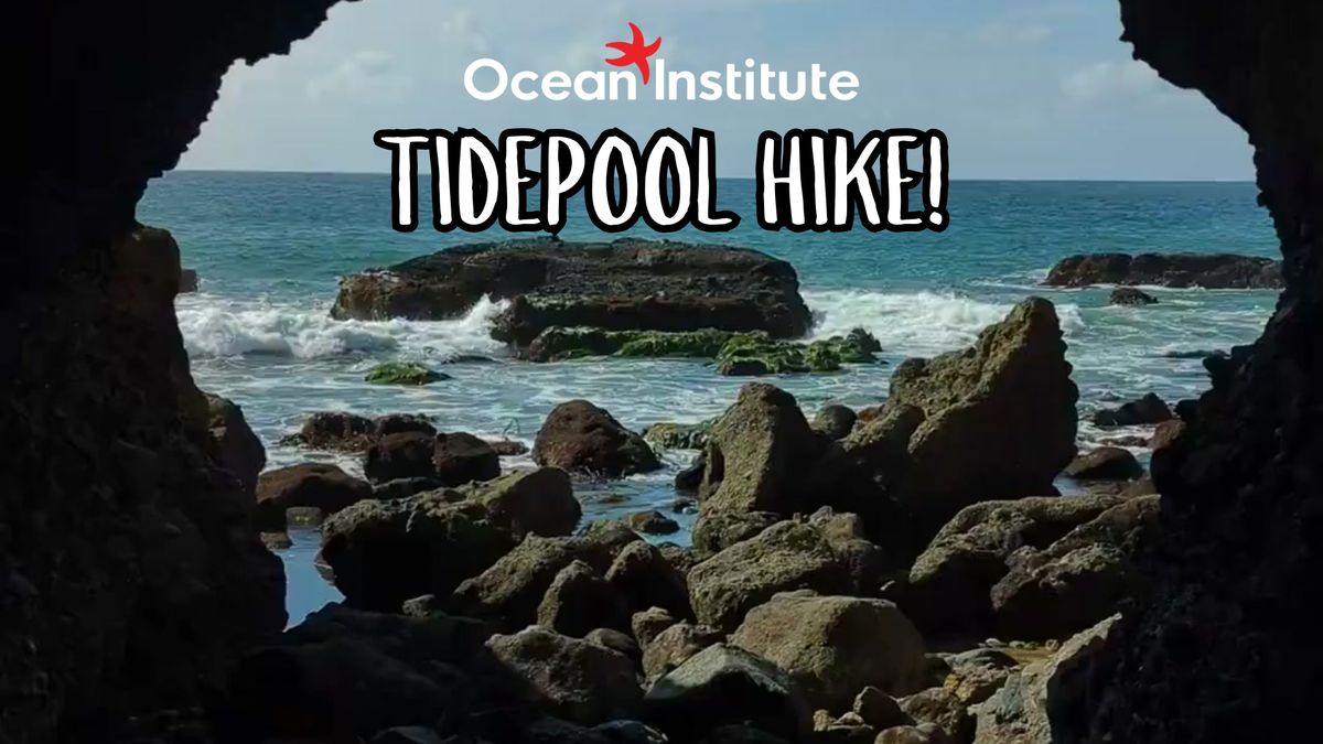 Guided Tidepool Hike (Dana Point)