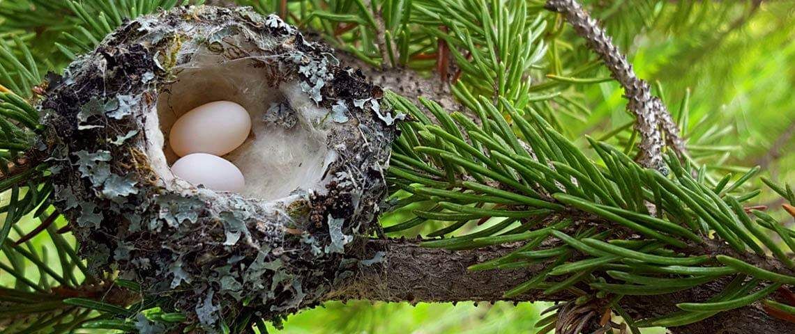 Make a Bird Nesting Ball